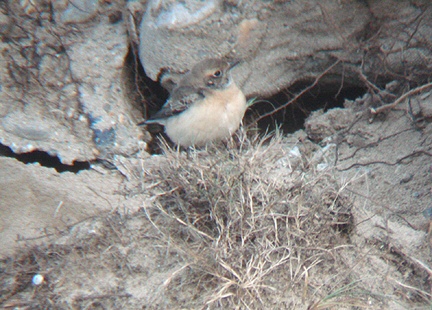 Pied Wheatear