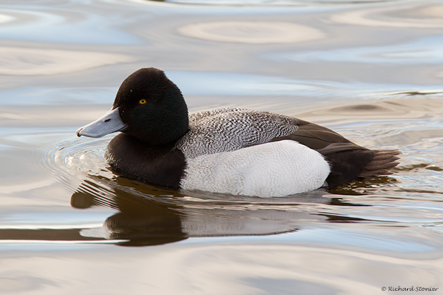Lesser Scaup