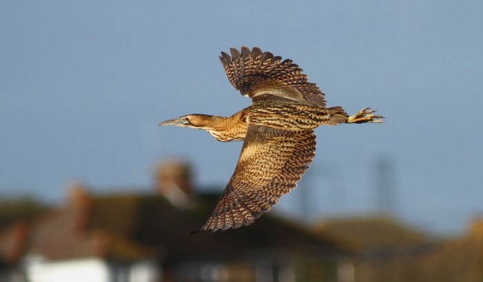 Bittern