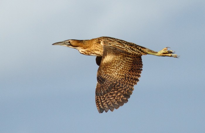 Bittern