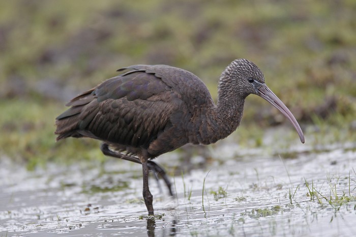 Glossy Ibis