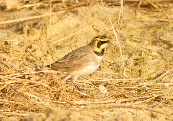 Shorelark