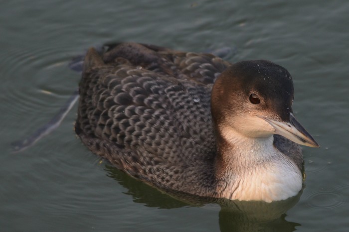 Great Northern Diver