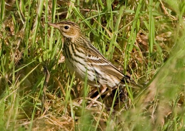 Pechora Pipit