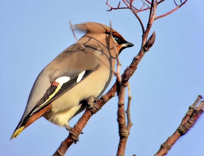 Waxwing