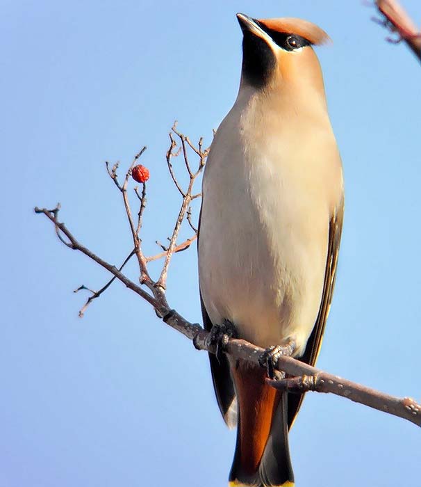 Waxwing
