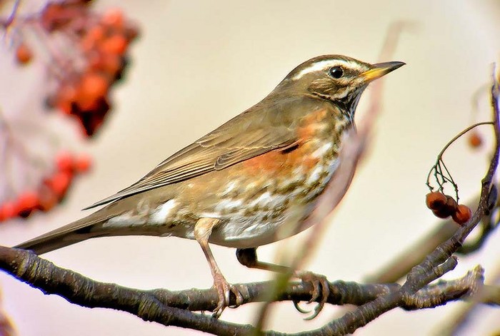 Redwing