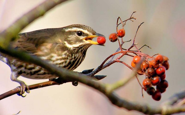 Redwing