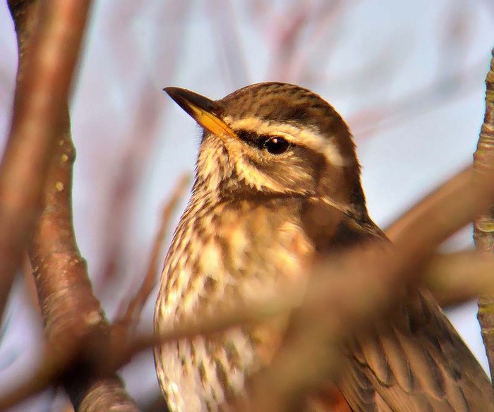 Redwing