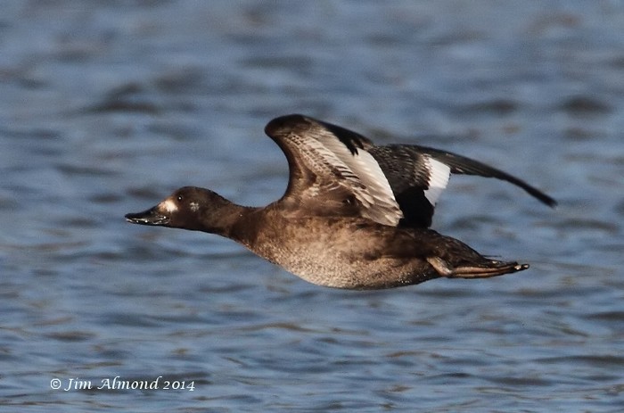 Velvet Scoter