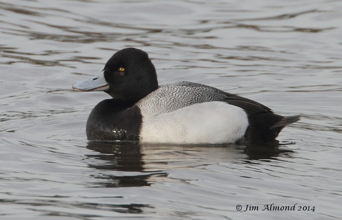 Lesser Scaup