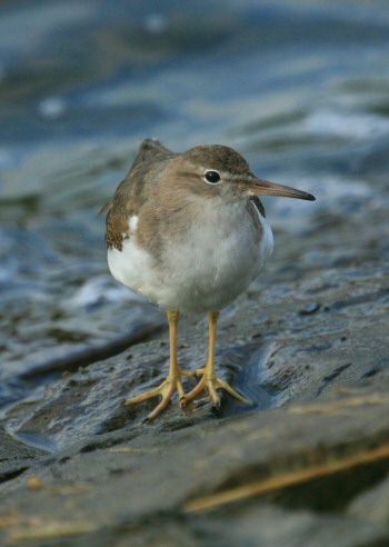 Spotted Sandpiper
