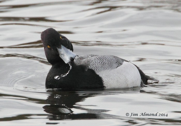 Lesser scaup