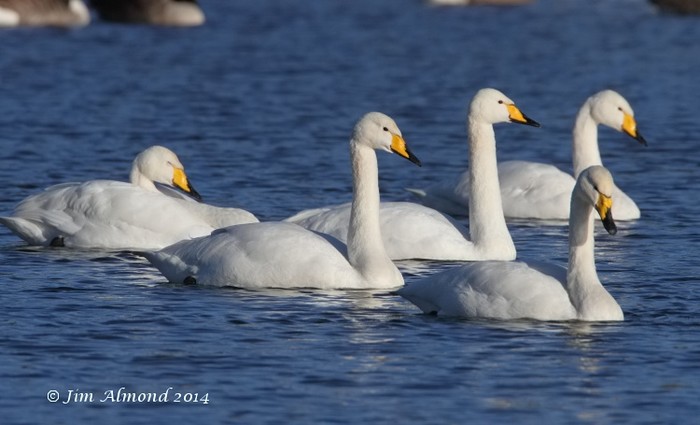 Whooper Swan