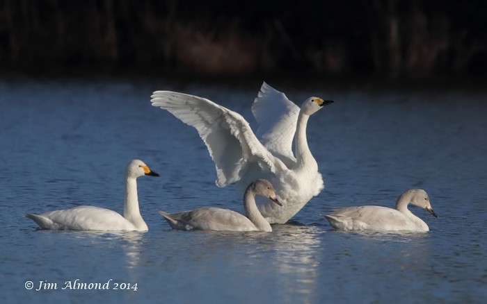 Bewick's Swan