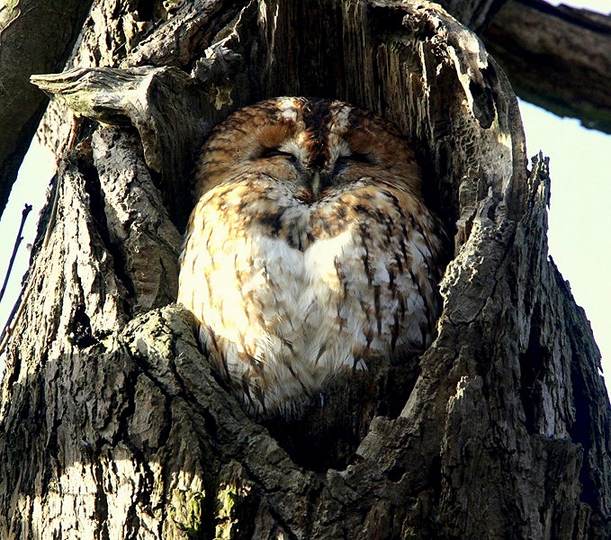 Tawny Owl
