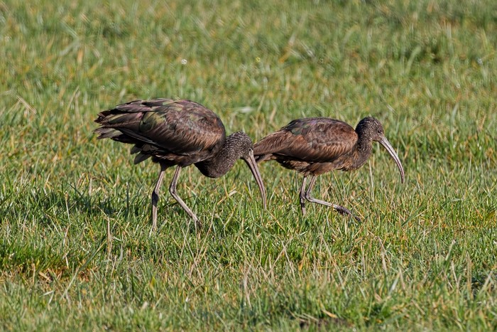 Glossy Ibis