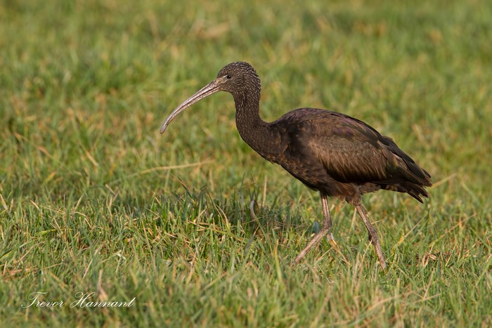 Glossy Ibis
