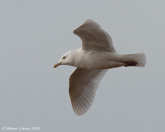 Glaucous Gull