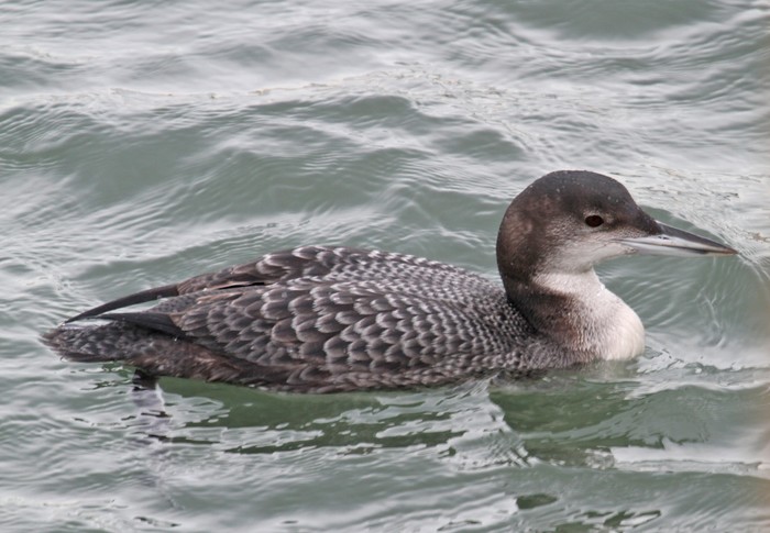 Great Northern Diver