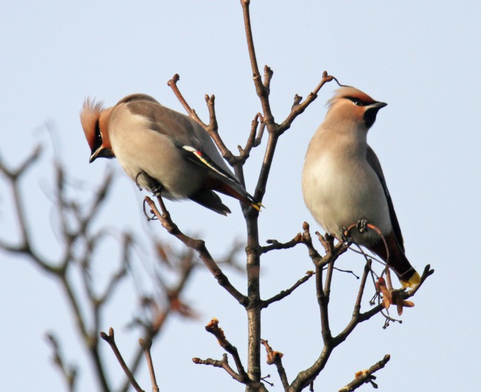 Waxwing