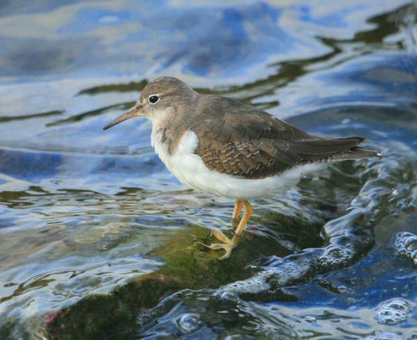 Spotted Sandpiper