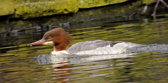 Goosander