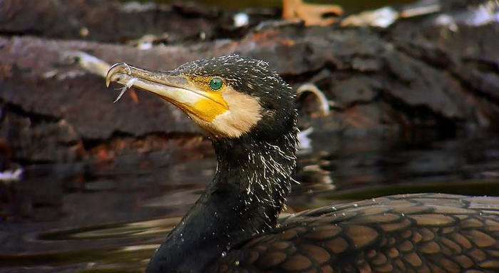 Cormorant