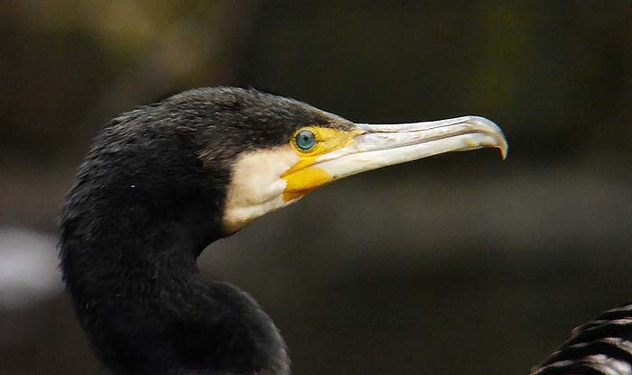 Cormorant