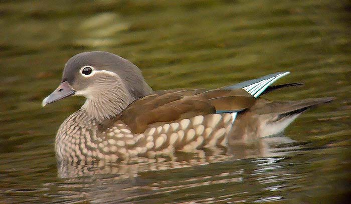 Mandarin
