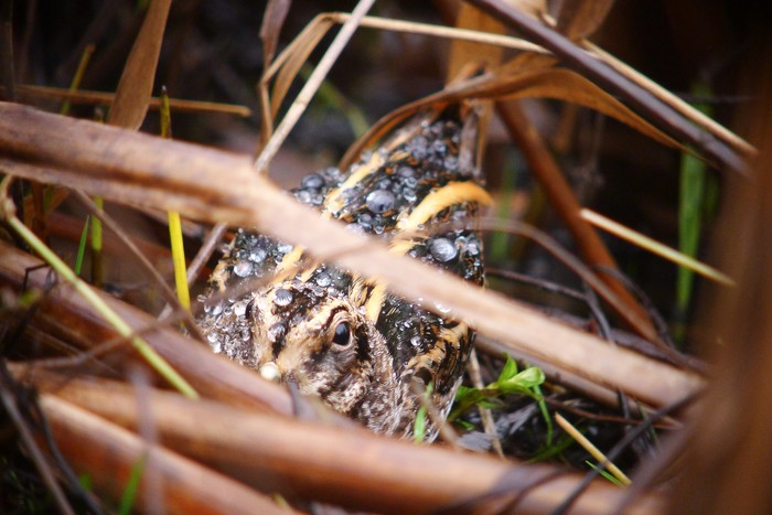 Jack Snipe