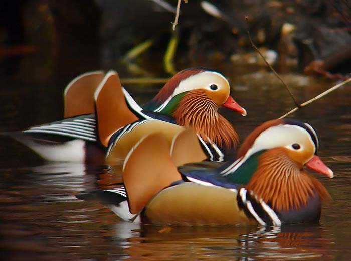 Mandarin