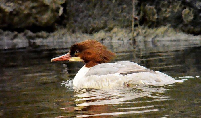 Goosander