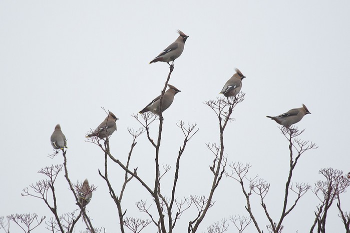 Waxwing