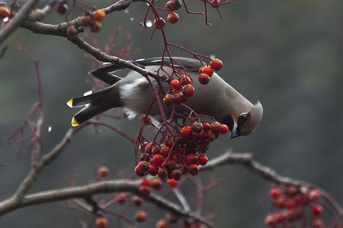 Waxwing
