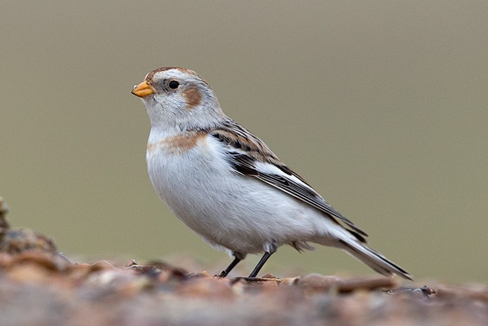 Snow Bunting