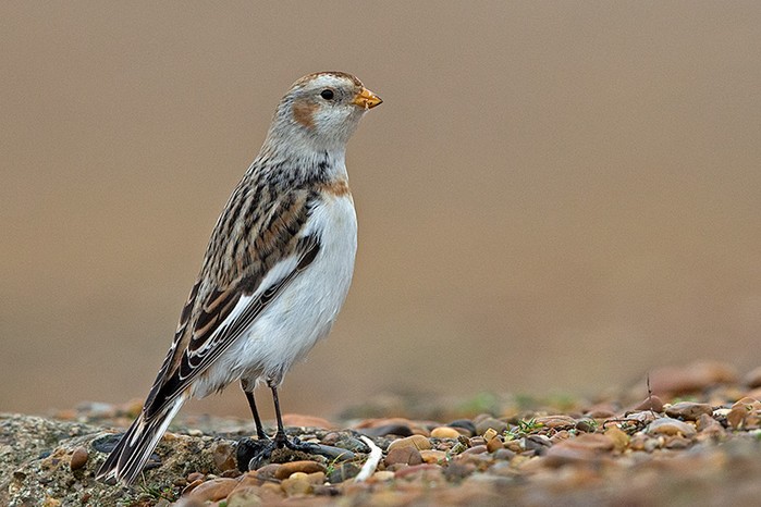 Snow Bunting