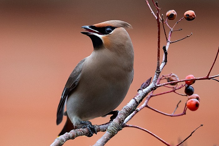 Waxwing