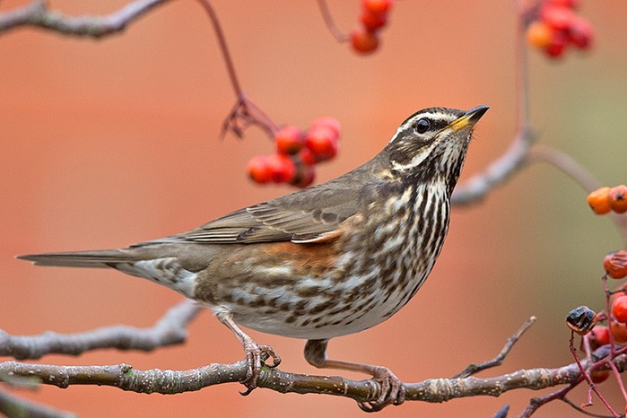 Redwing