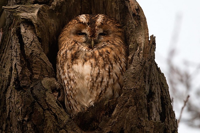 Tawny Owl