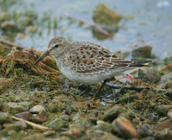White-rumped Sandpiper