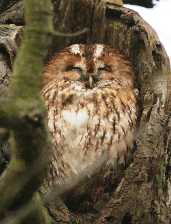 Tawny Owl