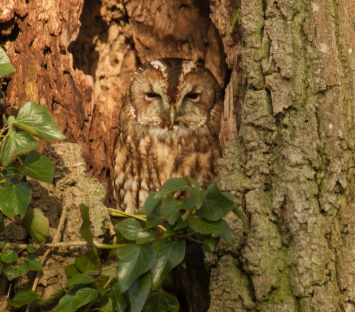 Tawny Owl