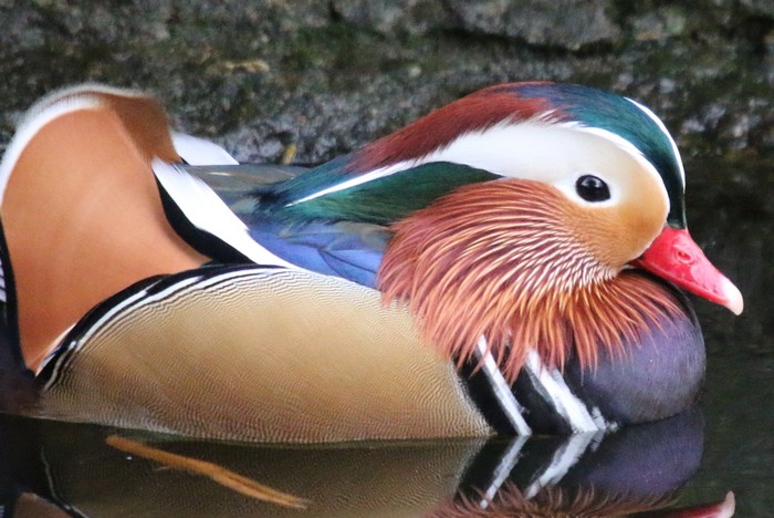 Mandarin