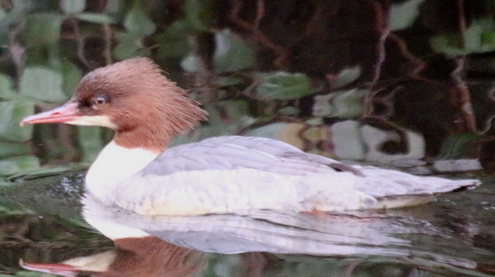Goosander