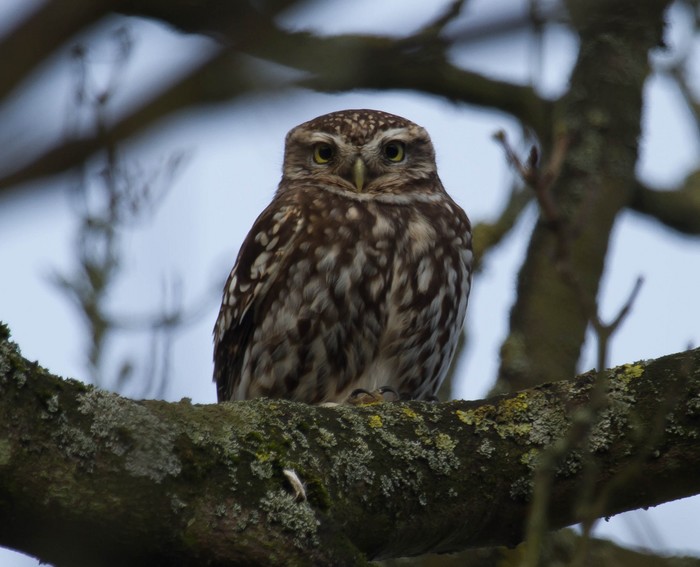 Little Owl