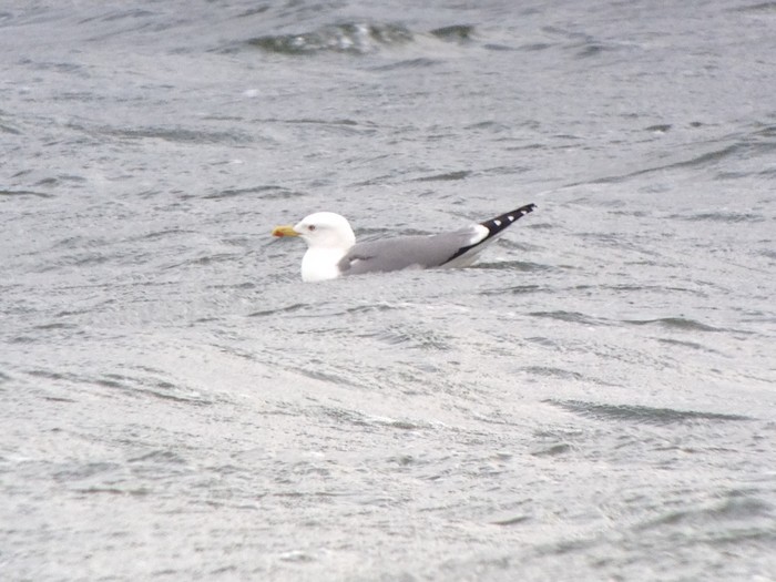 Yellow-legged Gull