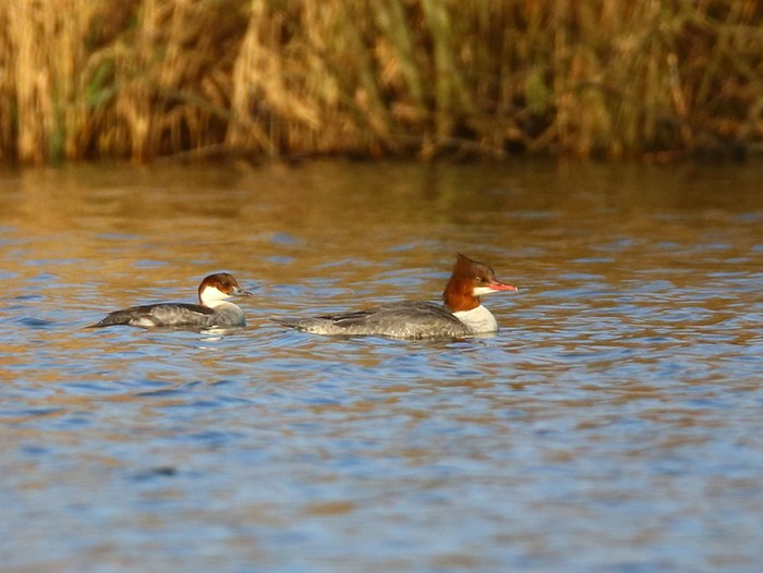 Smew