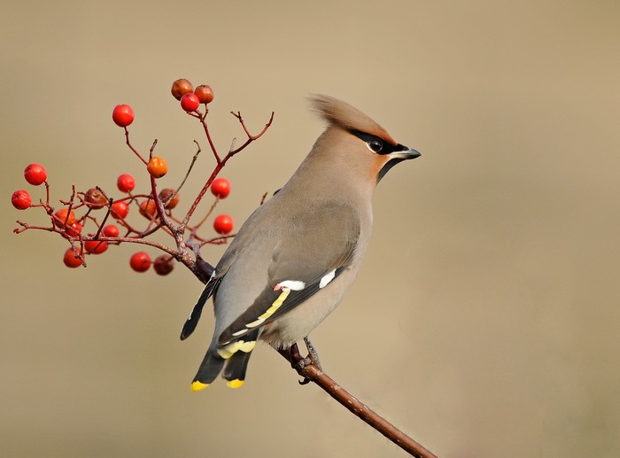 Waxwing