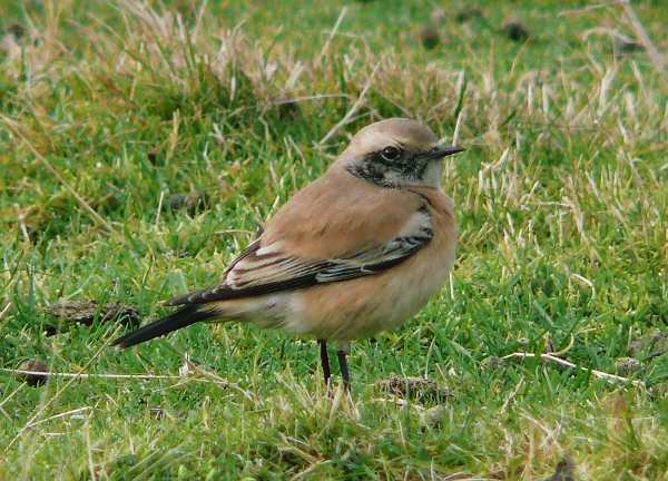 Desert Wheatear